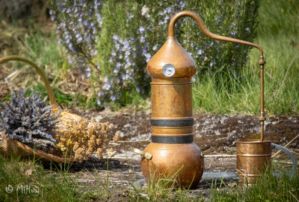 Verhalen in de tuin: aromatische planten