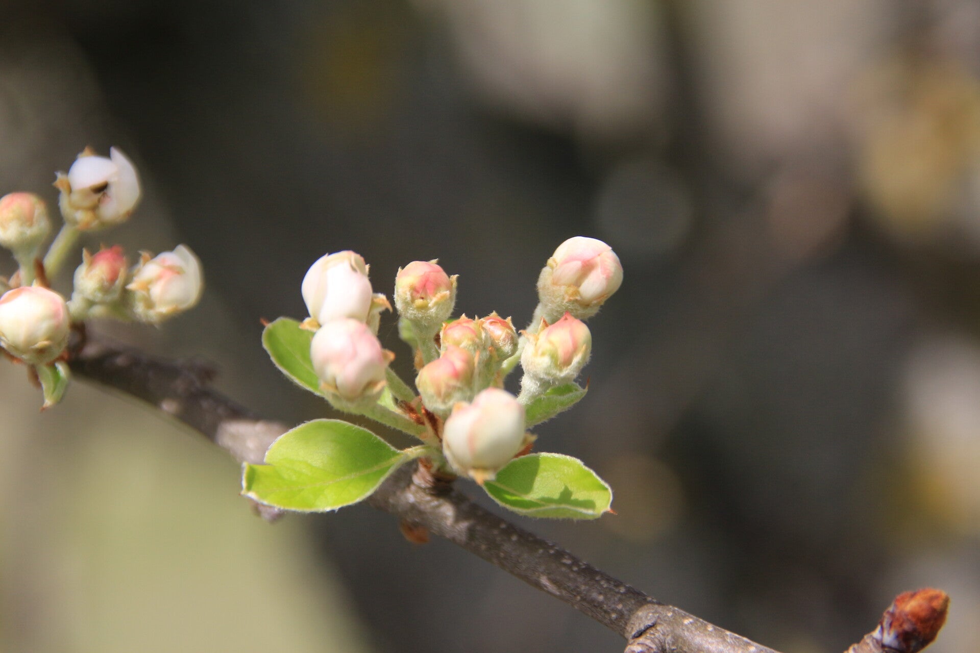 Phytembryotherapie, de bron van de gemmotherapie res. opleiding 28/09-1/10/2026