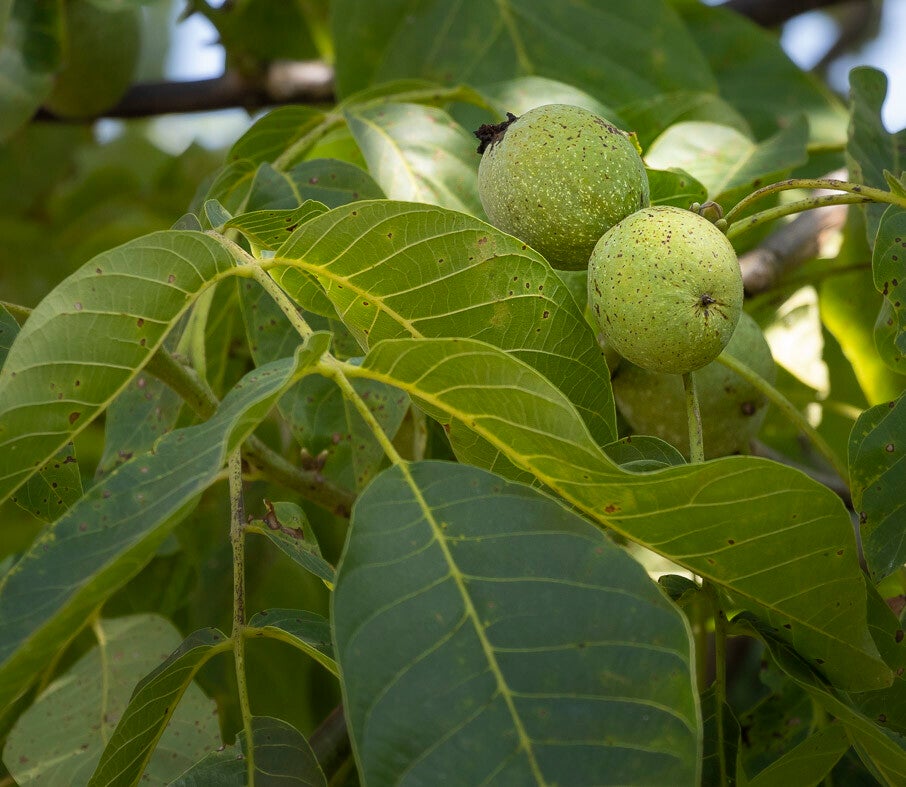 intensieve opleiding gemmotherapie online AANVANG 17/01/26