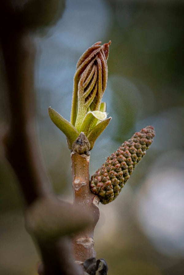 Hildegardiaanse Phytembryotherapie