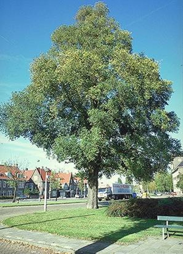 plant in de kijker  olm 17/11/2027
