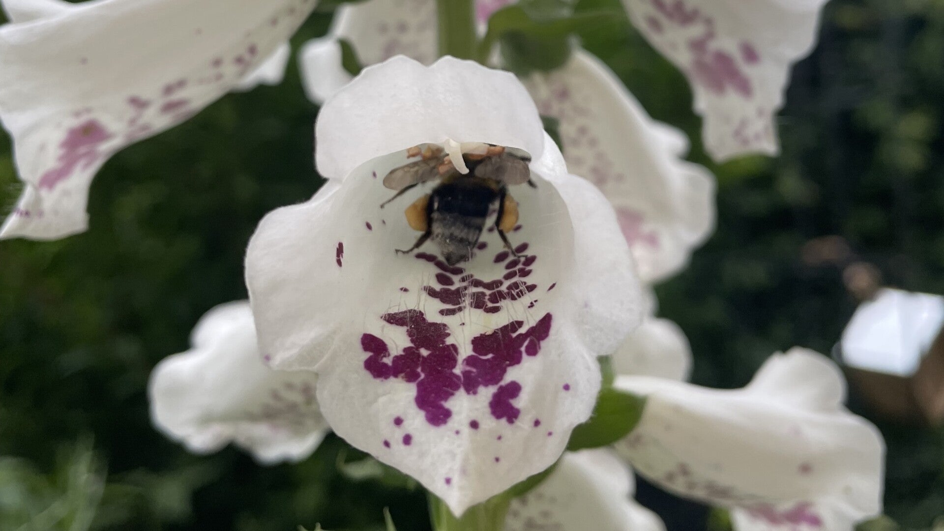 Gartenhummel kriecht in weiße Fingerhutblüte, Man sieht nur noch ihr Hinterteil, weil sie die Spitze schon fast erreidht hat.