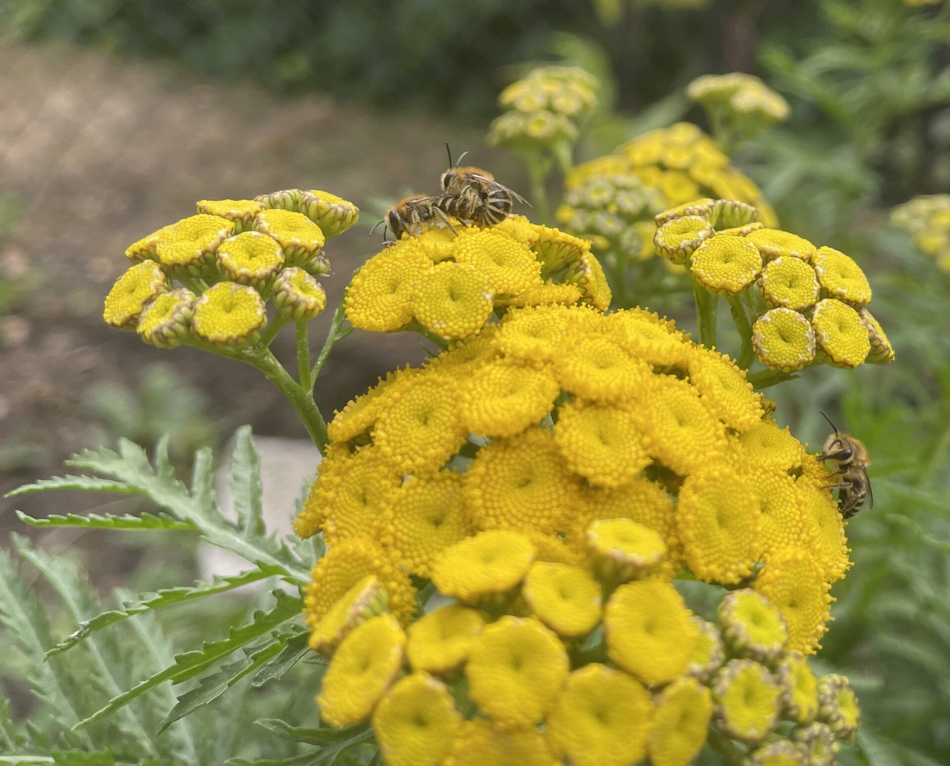 Rainfarnblüte mit Rainfarn-Seidenbienen. Zwei sind dabei sich zu paaren. Der Hinterleib des Männchens umschließt den des Weibchens