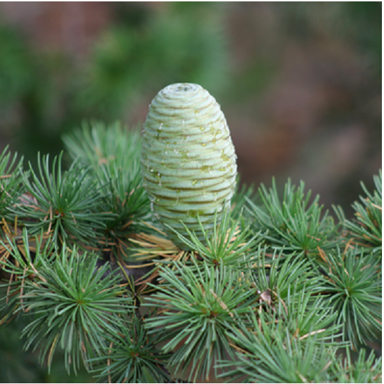 DAGCREME BIO voor de jonge huid - 50 ml van AP