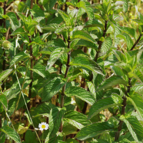 VERKOELENDE GEL voor lichte benen BIO - 200 ml van AP