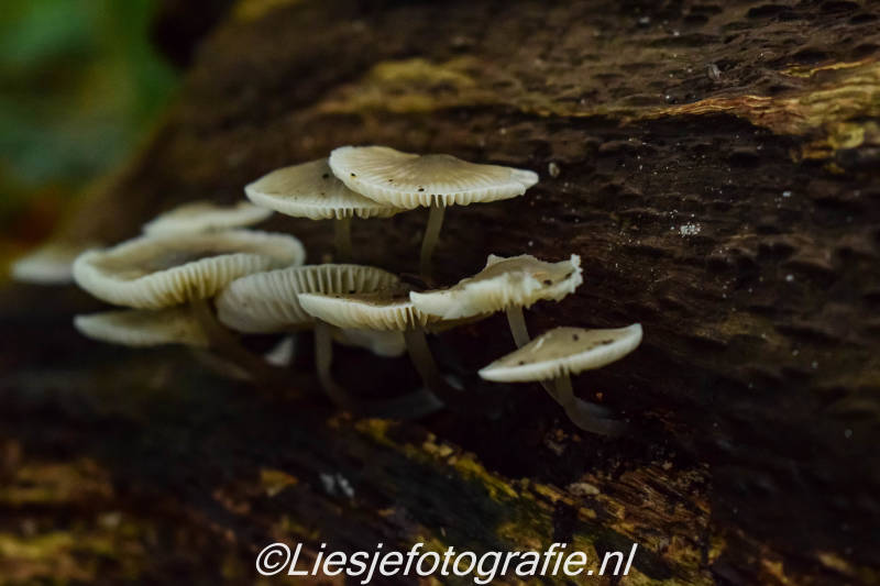 17-10-2019paddestoelen8.jpg