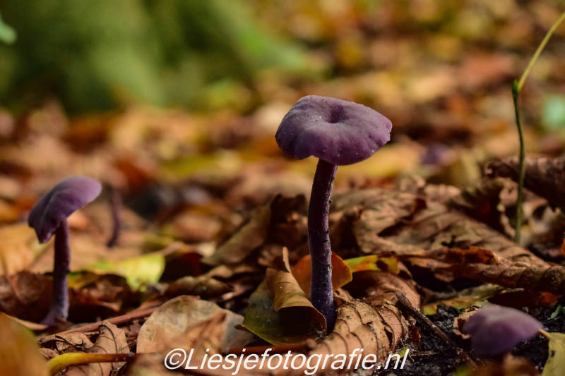 17-10-2019paddestoelen9.jpg