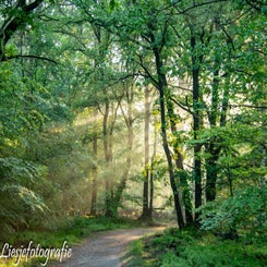 2024-5-19veluwe-18-verbeterd-nr-standard.jpg