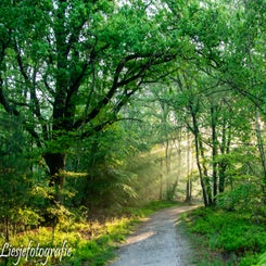 2024-5-19veluwe-19-verbeterd-nr-standard.jpg