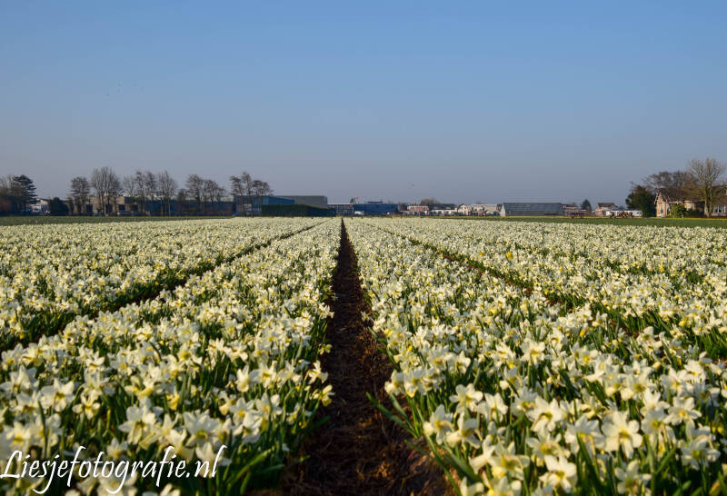 21-3-2022bollenvelden8.jpg