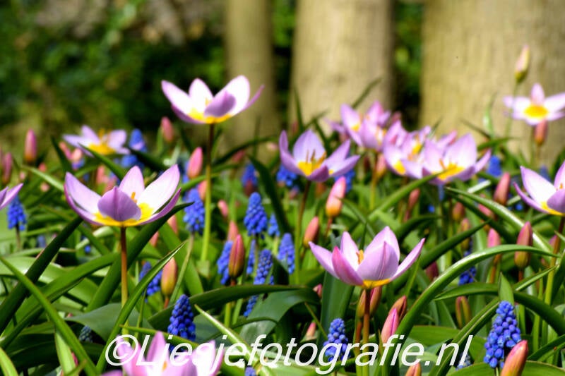keukenhof201914-1.jpg