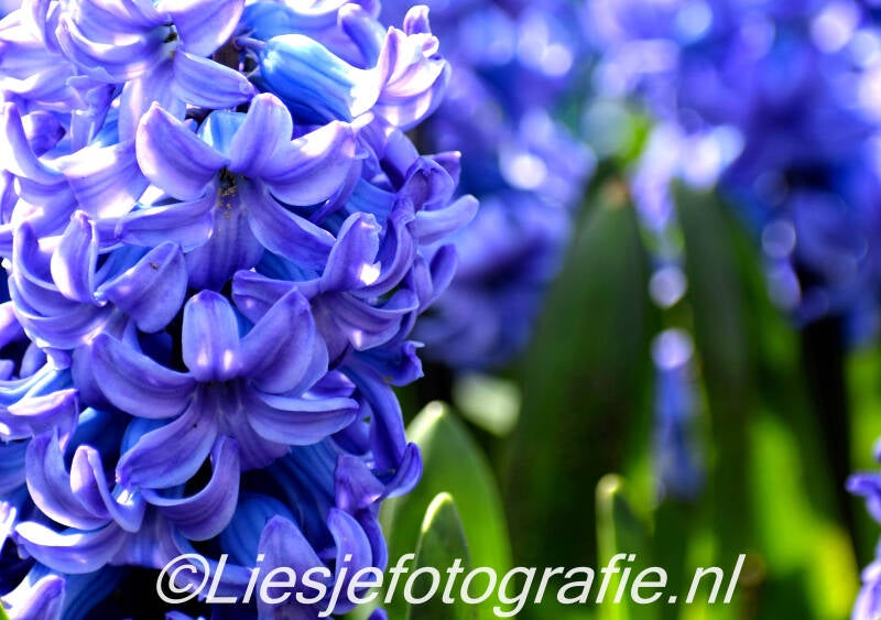 keukenhof20199-1.jpg