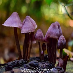 17-10-2019paddestoelen3.jpg