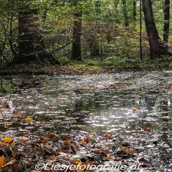 26-10-2019WandelingEde7.jpg