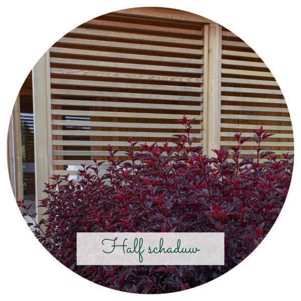 Plantengids Halfschaduw