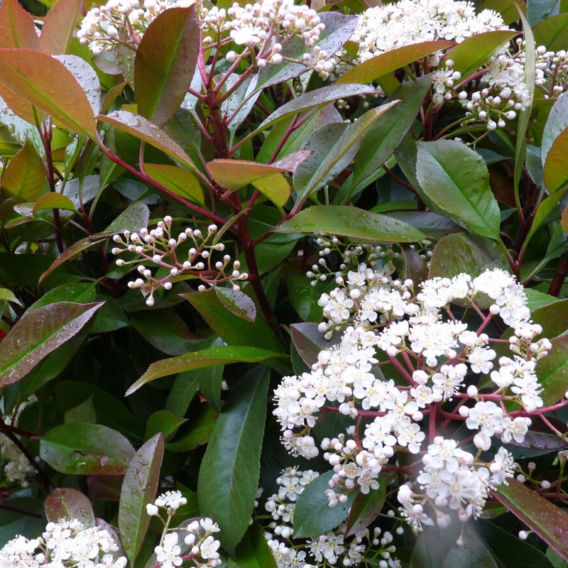 photinia_fraseri_red_robin_glansmispel1.jpg
