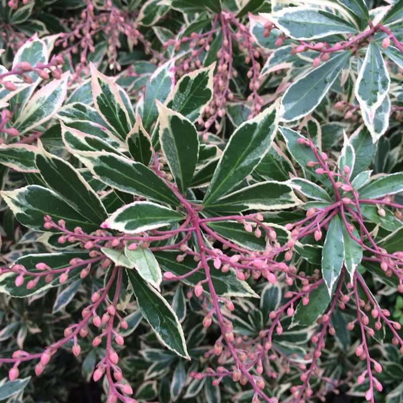 pieris-little-heath-.jpg