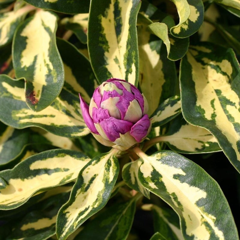 rhododendron-blattgold-m003646_w_0.jpg