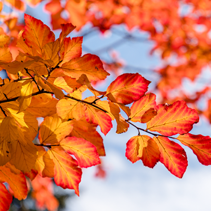 meerstammige_parrotia_persica.png