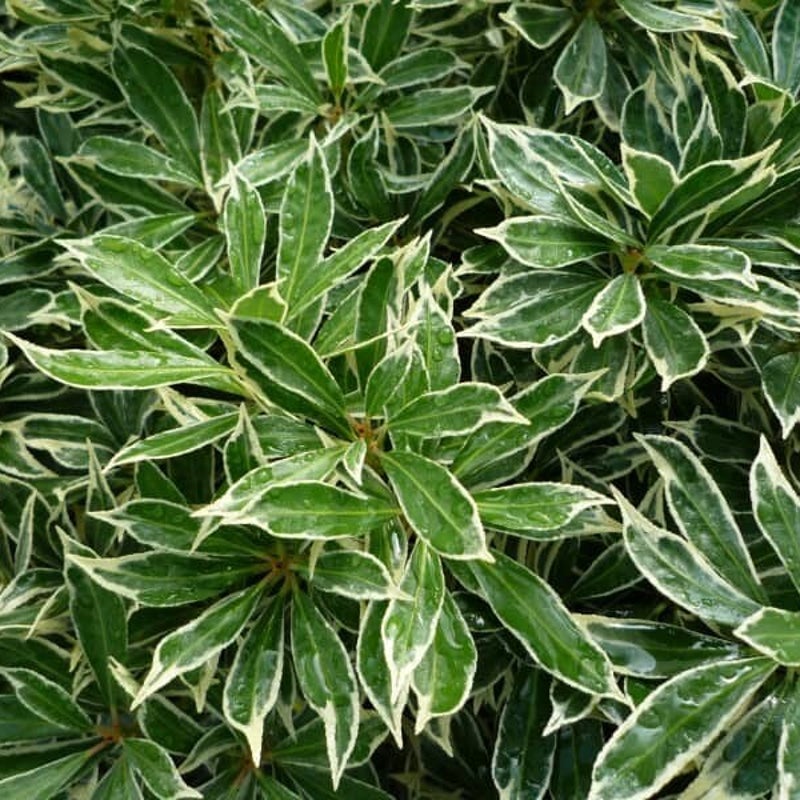 pieres-japonica-variegata.jpg