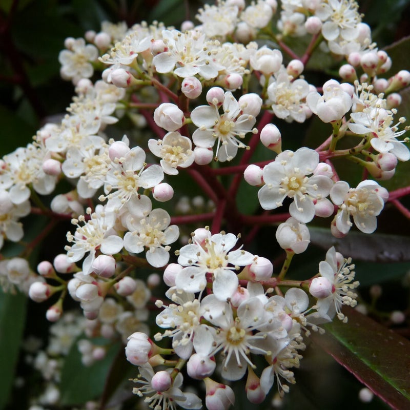 photinia_fraseri_red_robin_glansmispel.jpg