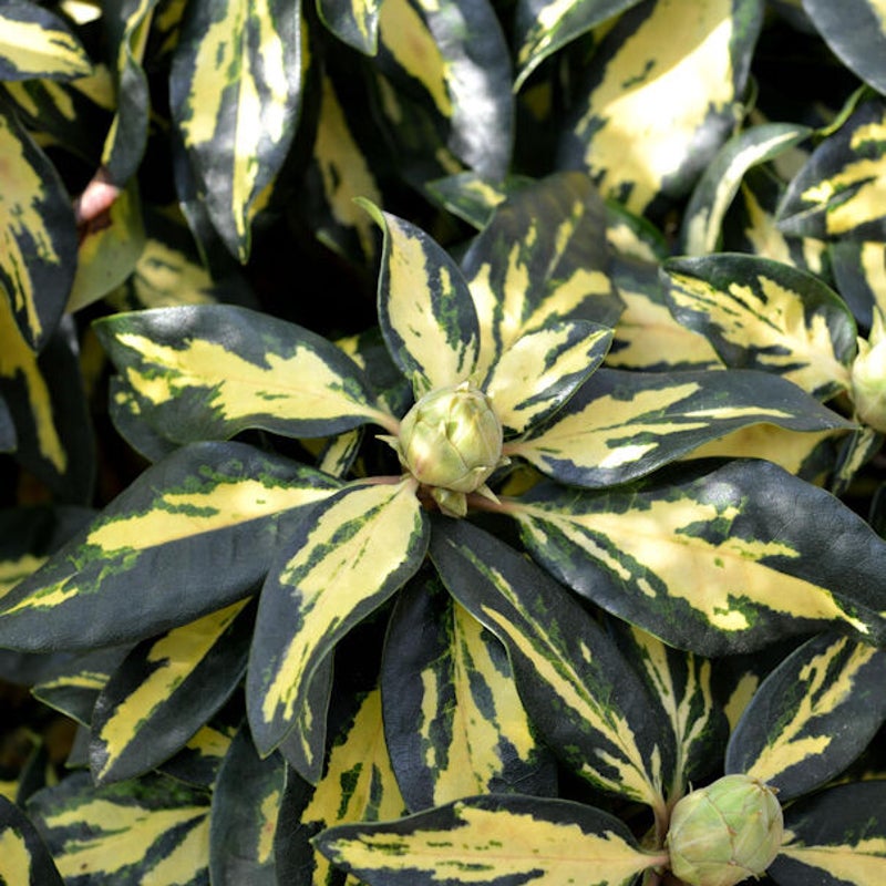 rhododendron-hybride-blattgold_1.jpg