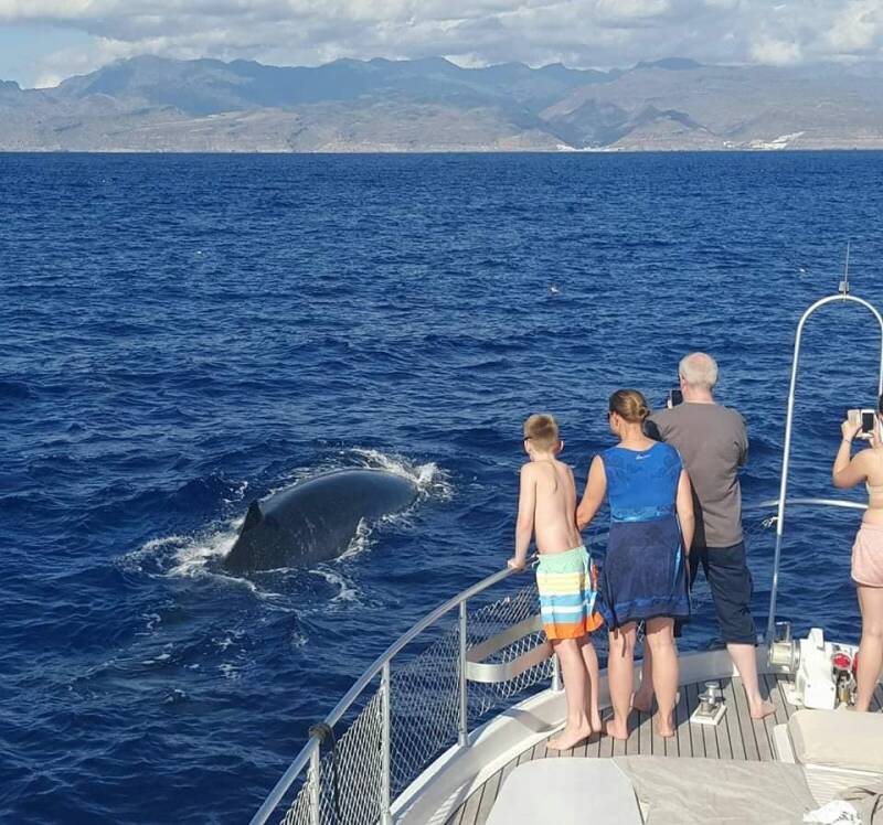 Walvis gran Canaria