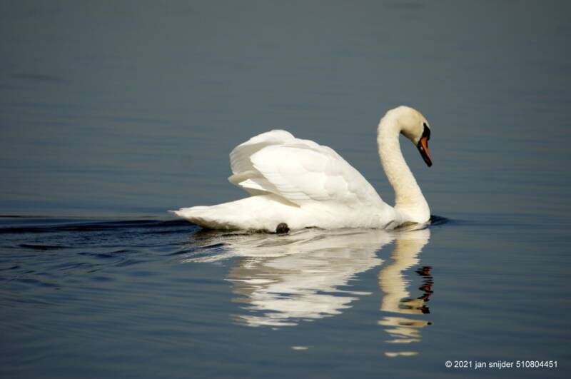 20152424-21425.JPG Zwaan