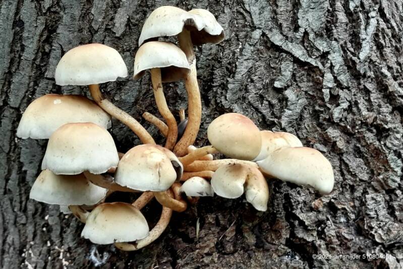 20191009_141707.jpg Paddenstoelen