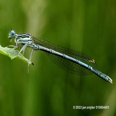 dieren-libelle-hogeholt-06042018_dsc7993.jpg