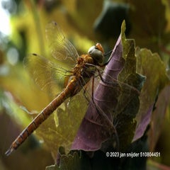 dieren-libelle-hogeholt-06042018_dsc8057.jpg