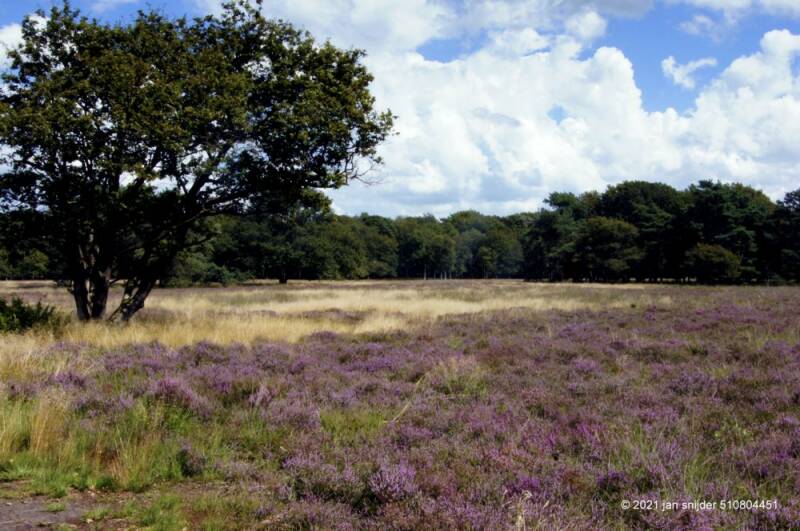 DSC7566JPG.jpg Klenker veld