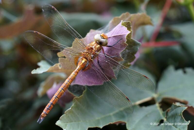 DSC8049JPG.jpg Libelle