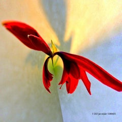 bloemen-table-top-en-close-up-20240201_153518-17-standard.jpg