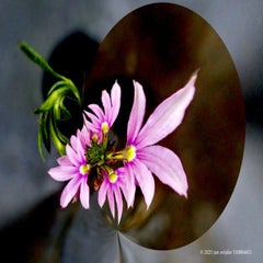gimp-plants-_dsc2179-16-standard.jpg