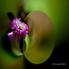 gimp-plants-_dsc2179-57-standard.jpg