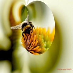 gimp-plants-_dsc2179-7-standard.jpg