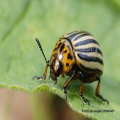 insecten-oosterhesselen-2023-20230723_17553813.jpg