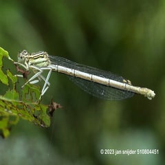dieren-libelle-hogeholt-06042018_dsc8001.jpg