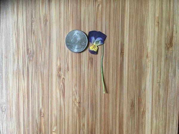 Stemmed Pressed Violas