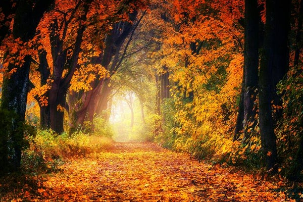 Vrouwencirkel Loslaten in de herfst (Kopie)