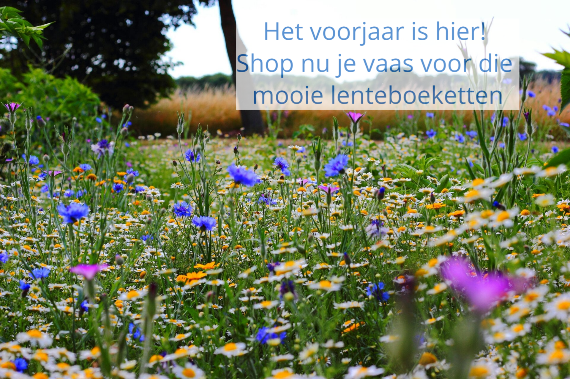 Nieuwe items collectie