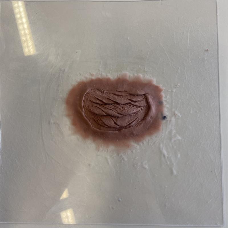 Sculpting my selfmade design Octopus and Gills. I am going to make a Silicone Prosthetic of it and Latex foam prosthetics. #specialeffects #specialeffectsmakeup #sfxmakeup #sfx #sfxmakeupartist #sfxmua #sfxartist #sfx #octopus #underwater #painting #speci