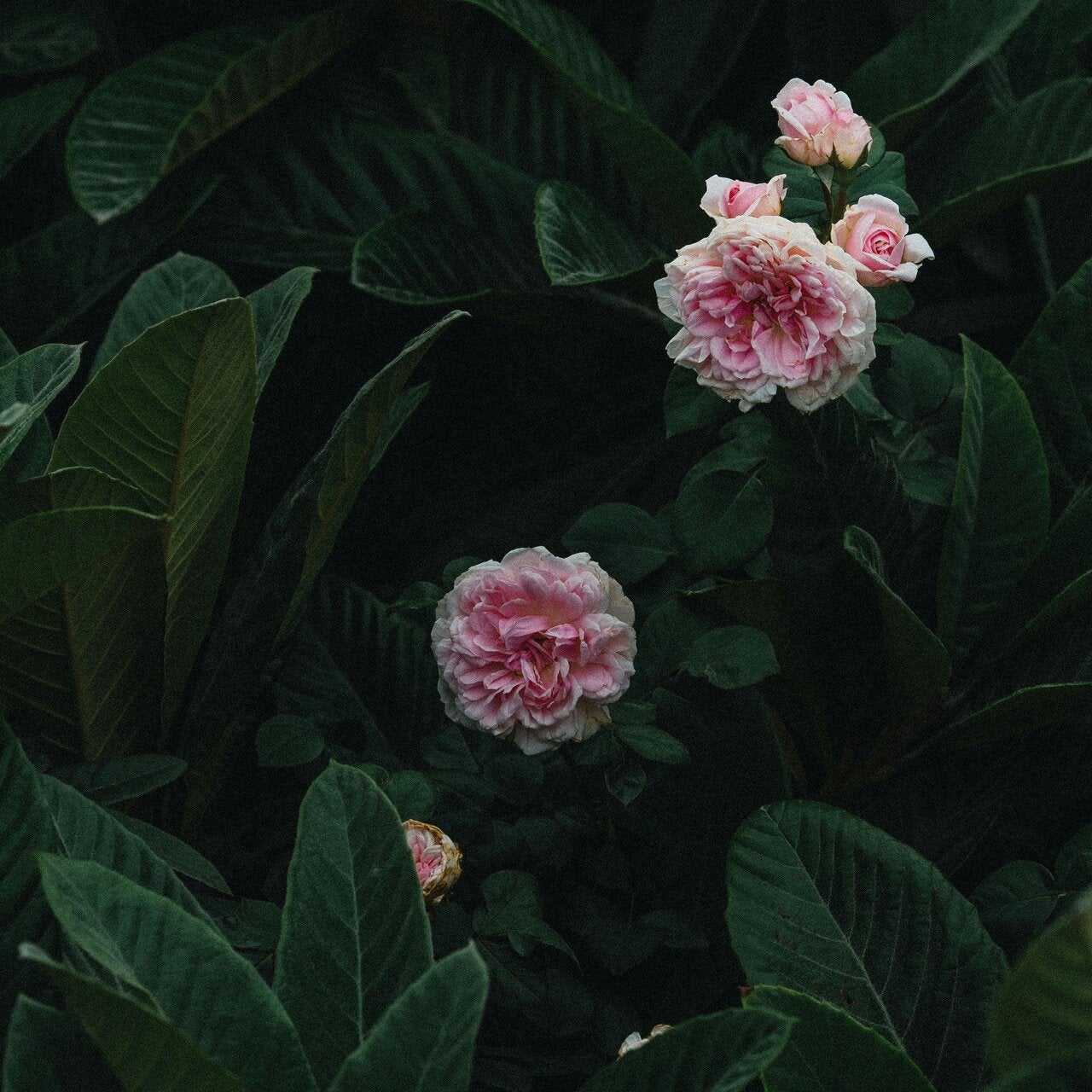 recettes à base de pivoine