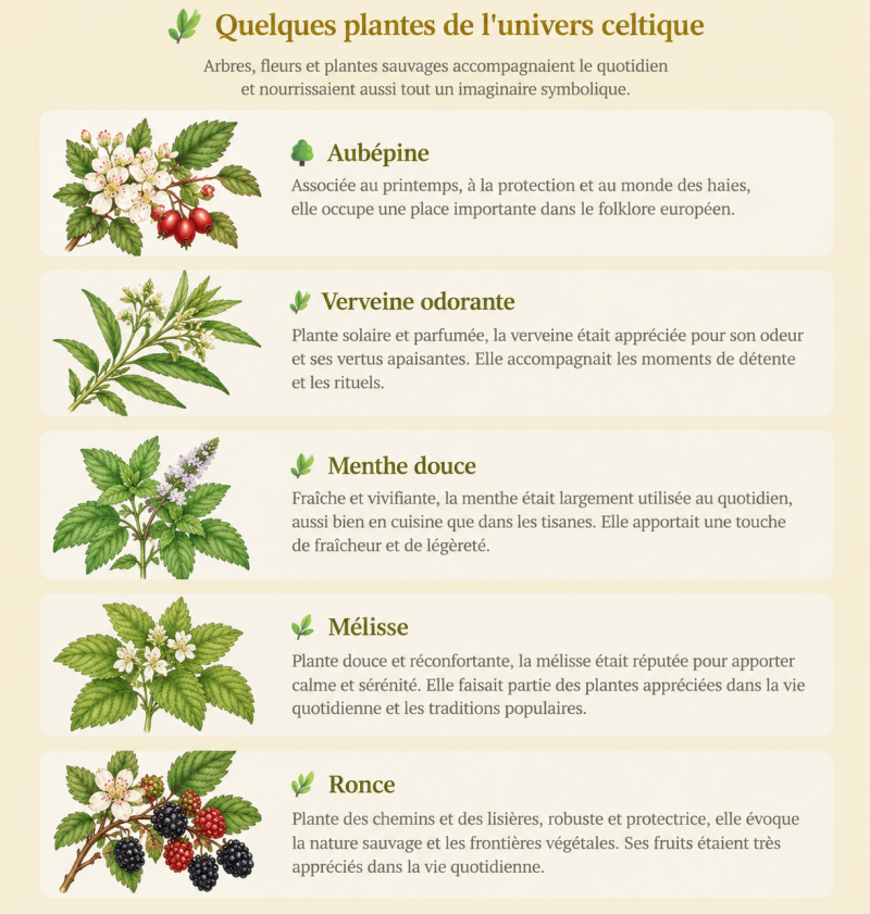 tisane celtique