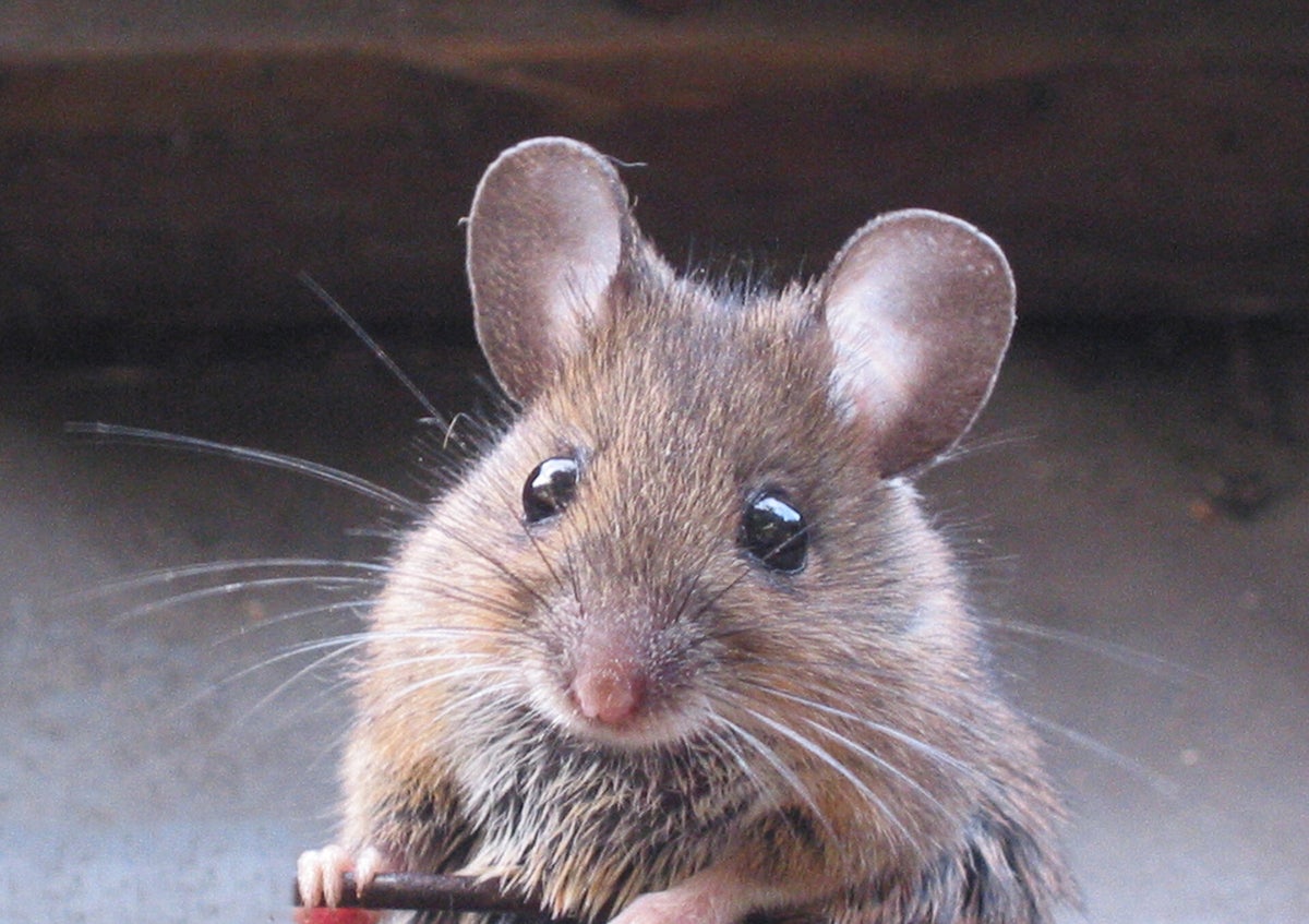Muizen / Dieren | Dibbelink , Advies & Bestrijding plaagdieren