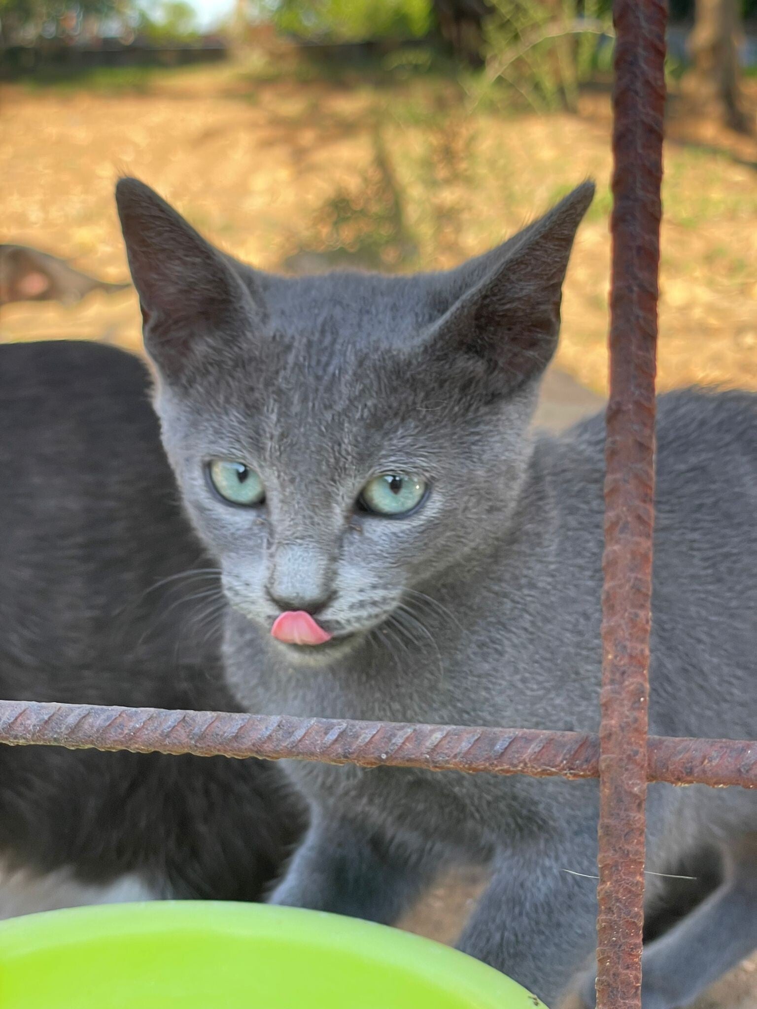 Click para ir al enlace