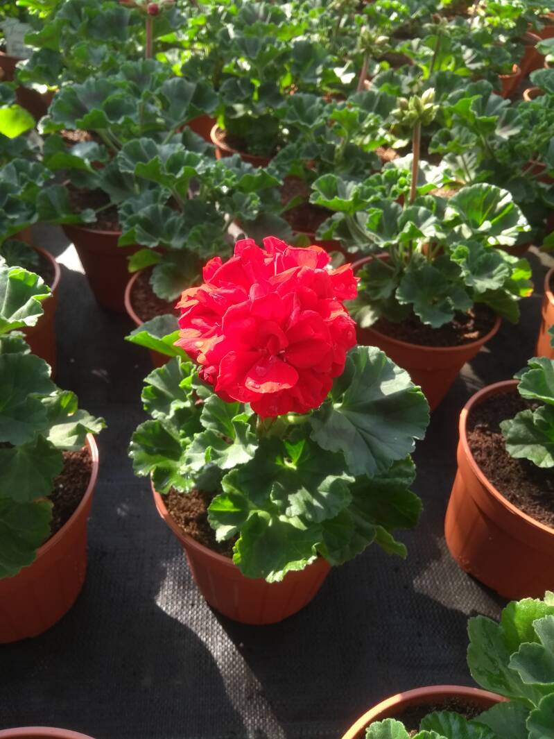 Geranium Galaxy red