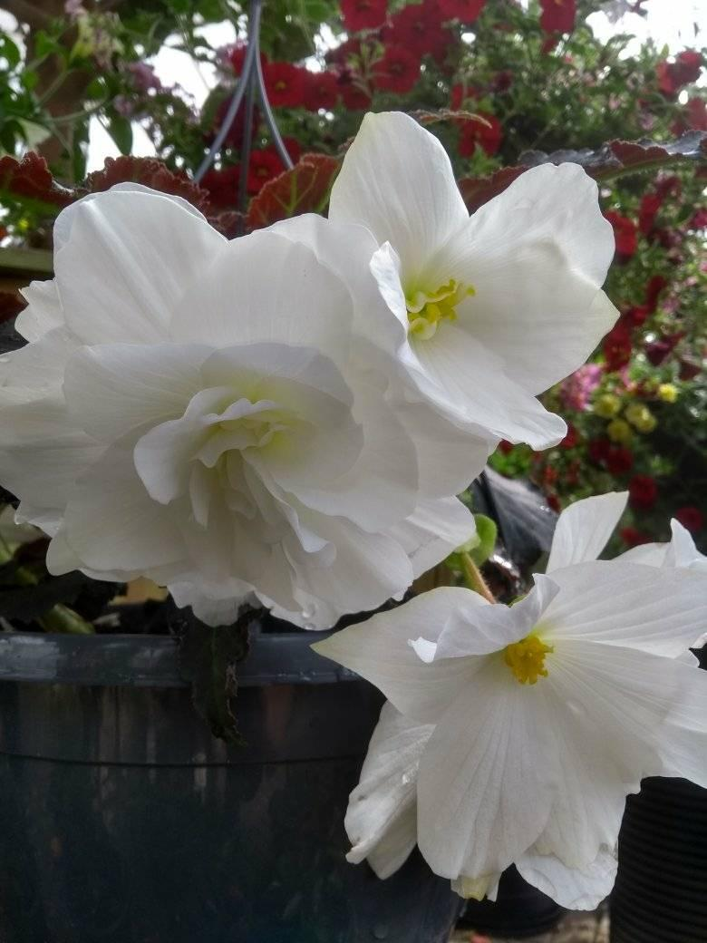 begonia tuberhybrida nonstop white