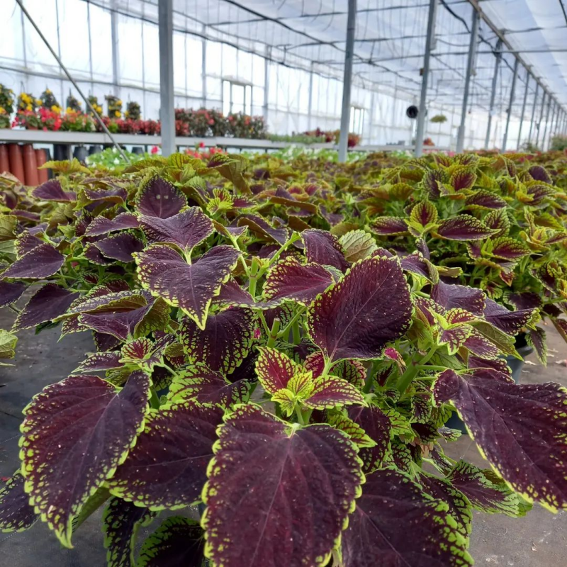 coleus blumei solento mint